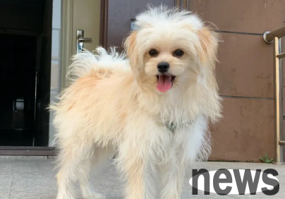 What does the dog that the golden retriever and border collar look like? Look here!