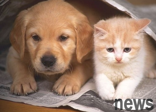 Can dogs and cats play well?
