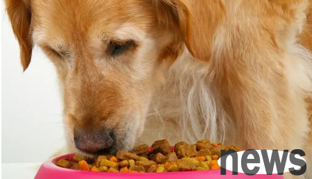 Why do dogs vomit as it is when they eat dog food? If you want to know, please read here