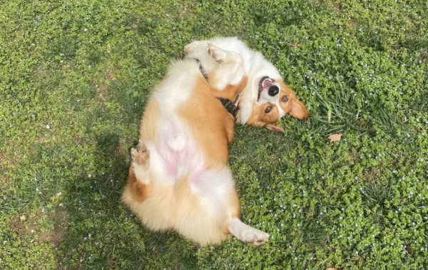 What does it mean to roll on the ground? Come and get it