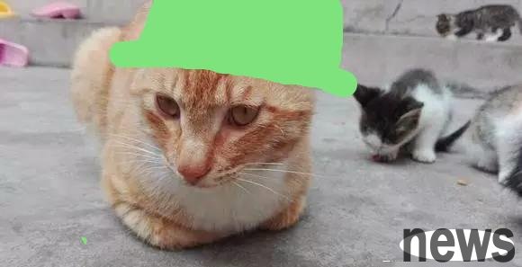 Netizens  cat gave birth to a kitten, and the cat s father rushed over to see the child, and none of the eight kittens looked like him!