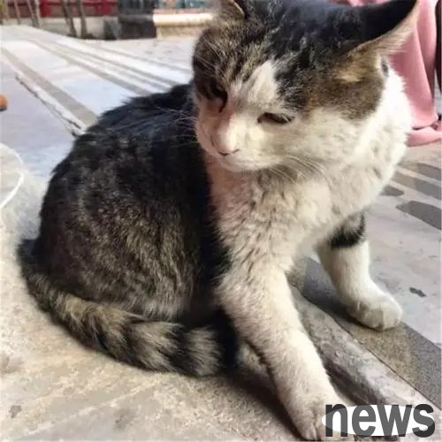 The 17-year-old cat reunited with his master and wandered for twelve years. Thanks to his master s number, he has a great fate.