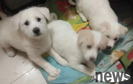 What kind of dog is a bear dog? Let me tell you in one article!