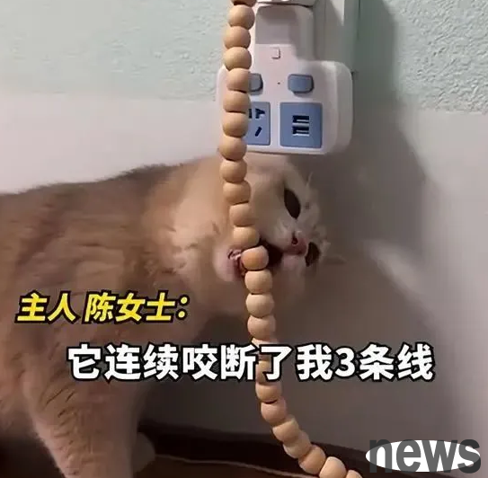 Cats often bite data cables, and the young lady is afraid that it will be electrocuted, so... Cat: You are cruel!
