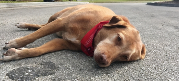curious? What causes dog trembling?