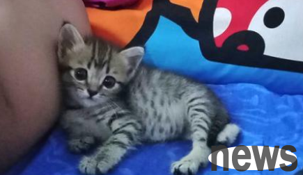 The cat moaned in the middle of the night, and the cat was around, and the owner was in shock and sweated coldly.