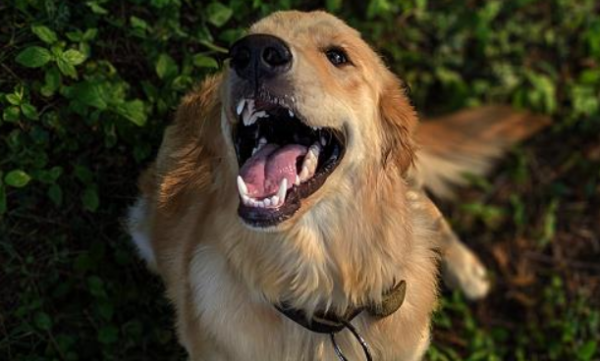 What s wrong with dogs panting in summer? Maybe these reasons