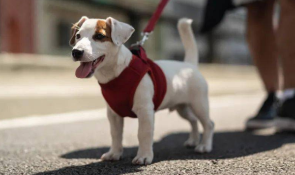 What s the matter with a puppy walking and dragging it away? Be calm your emotions in a timely manner