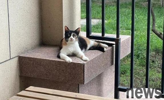 Heartwarming! A kind-hearted person helped a little stray cat, but soon received a gift from the cat s mother