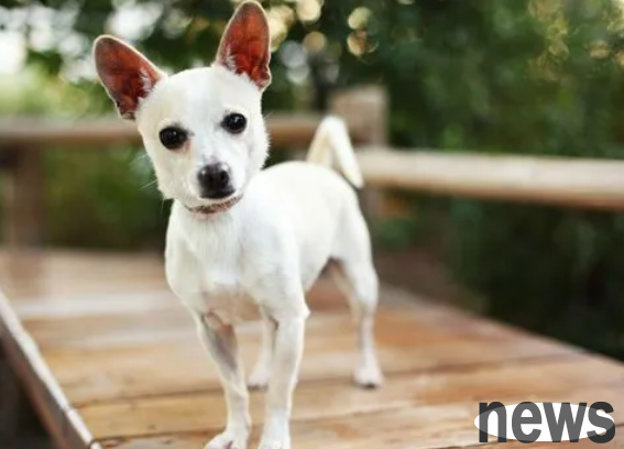Let me tell you how long it takes to recognize your owner if you buy an adult dog?