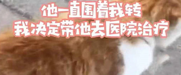 A steel needle was inserted into a stray cat, thinking it was a prank, but shed tears after seeing it clearly