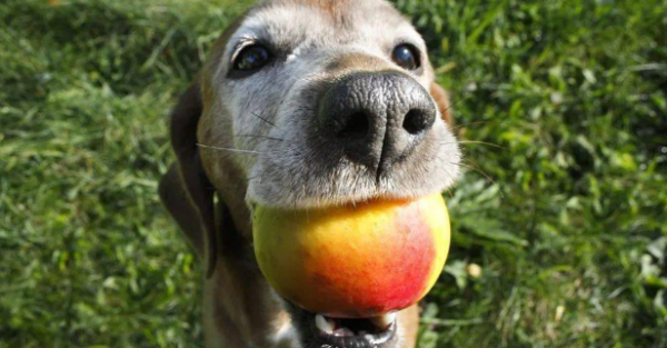 Can dogs eat peaches? The answer is 