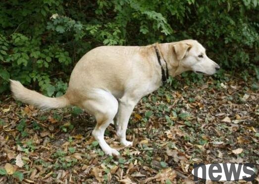 What s wrong with dogs having white pellets?