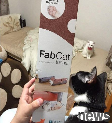 Cat slaves buy cat tunnels to honor their cats, but the owner seems to prefer cardboard boxes