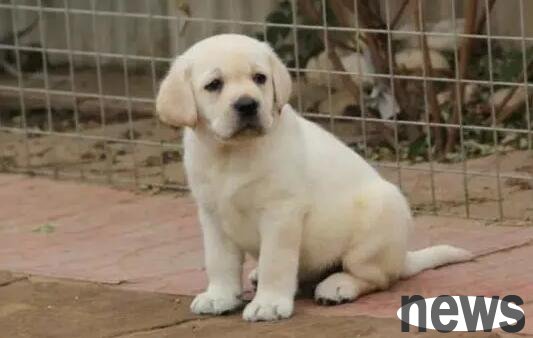 I wonder what breeds the dogs in the Paw Paw Team are? look here