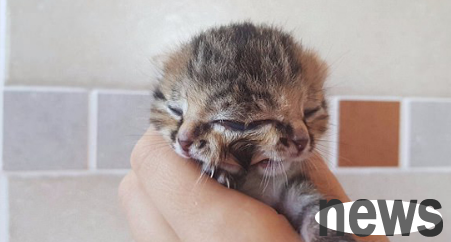A strange cat comes to the world. The cat has two faces, three eyes and two mouths.
