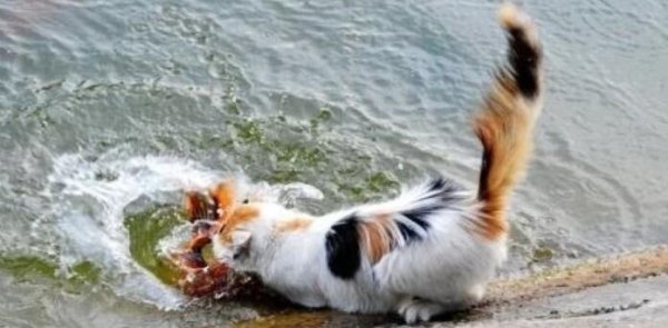 A woman picked up a kitten. When she grew up, she always brought fish home and stalked the kitten. She had no choice but to call the police.