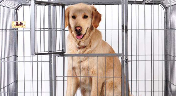 What should I do if my dog ​​keeps barking in the cage? The main person corrects it promptly