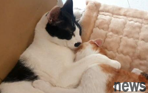 I met a stray kitten by chance. After bringing it home, the mother cat came to ask for her baby.