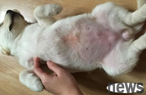 Dog owners should know the difference between fungal and bacterial infections in dogs!