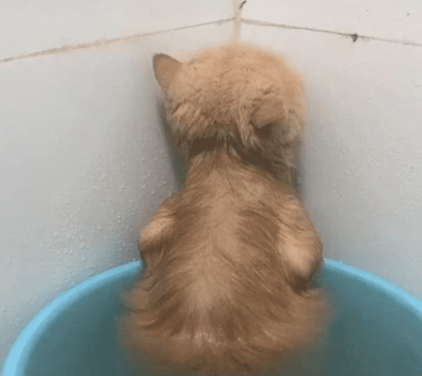 The woman bathed the cat and went out to answer a phone call. When she came back, she felt guilty.