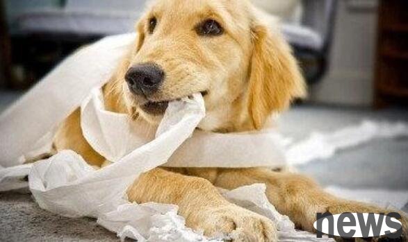 What should I do if my dog ​​swallows a foreign object? After reading this article, you will know