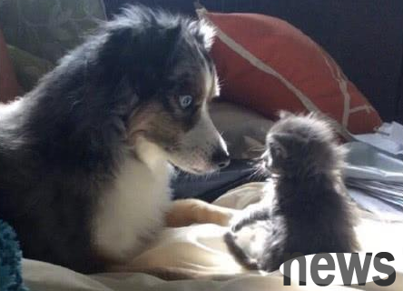 I brought a kitten home, and when my dog ​​found out, its behavior made me envious.