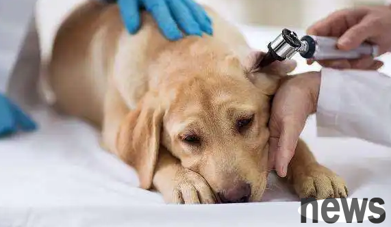 The puppy is trembling all over and unable to stand up. The poop scraper needs to understand the reason.