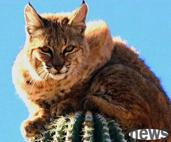 North American wild lynx, in order to avoid danger, can stay on a cactus pillar more than ten meters high for 3 days