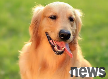 Let’s take a look: What to do if a ten-year-old dog has severe dental calculus