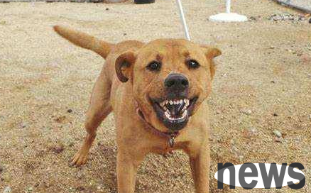 Why do dogs bark in the middle of the night? Here is your answer