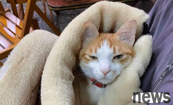 My father clearly refused to keep a cat, and he checked again after a while: Does his face hurt?