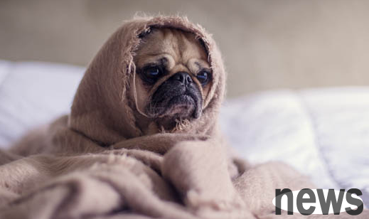 What are the living habits of puppies? Come and take a look!