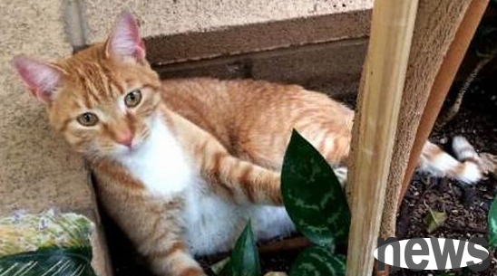 The cat wandered for two years and was finally found 3,200 kilometers away