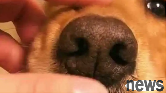 Do you know what the gap between a dog’s nose and mouth is? here is the answer