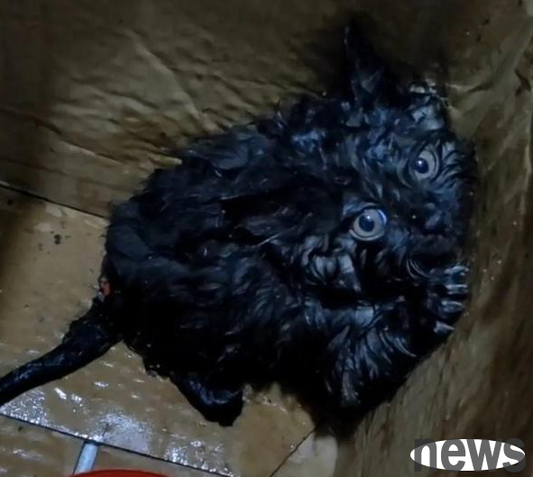 In order to clean up cat hair, you have all the equipment mentioned by Youyou