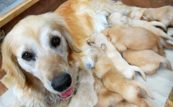 How to make sure your dog has completely given birth to puppies? All shit shovelers, please pay attention!