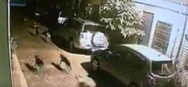 Trained dogs hunt cats, 2 cats left alone on the street were bitten and thrown away