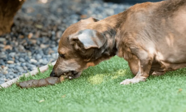 Why do dogs like to eat poop? So that s how it is...