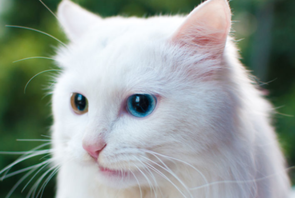 Shanghai Aiji Pet Hospital Classroom: What causes cats to sneeze with blood