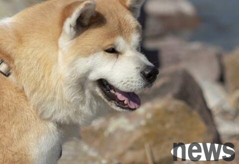 What is the origin of Internet celebrity Button Dog? Let me explain it clearly to you in one article!