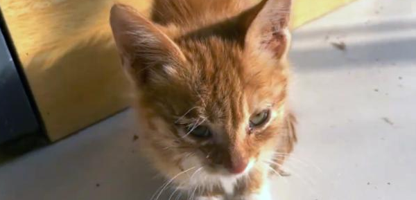 Pet cat trapped in express box, without water or food for several days