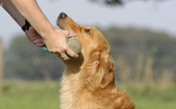 Why do you need dog socialization training? Detailed explanation in one article!