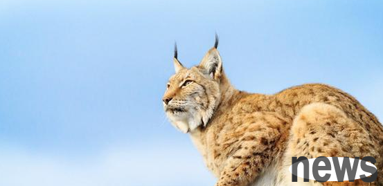 A rare animal is found in Ali, Tibet. It looks like a cat and a tiger. It can kill one without a fixed house.