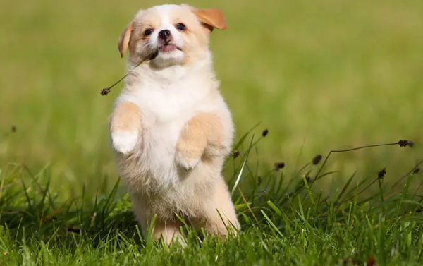 If your dog treats you as a 