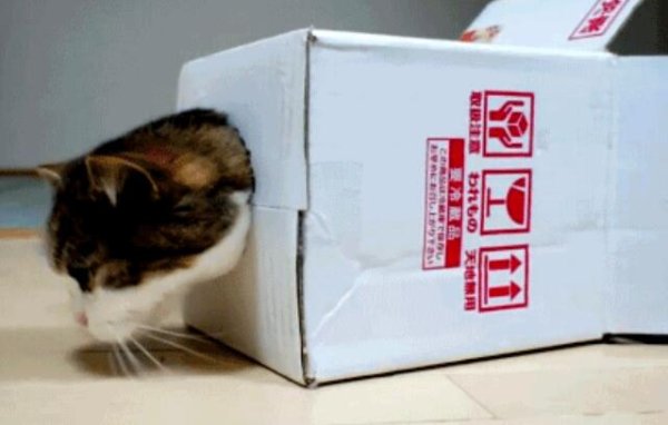 Do you know why cats like cardboard boxes so much?