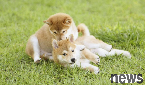 What should you do if your dog develops pica behavior? 4 ways to help correct it!