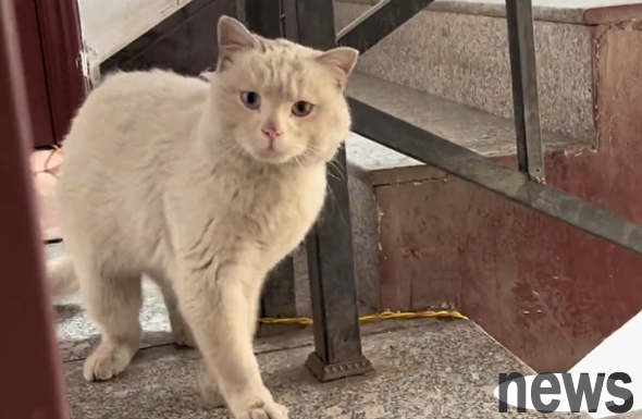 Stray cats came to the door asking for shelter, but refused to leave