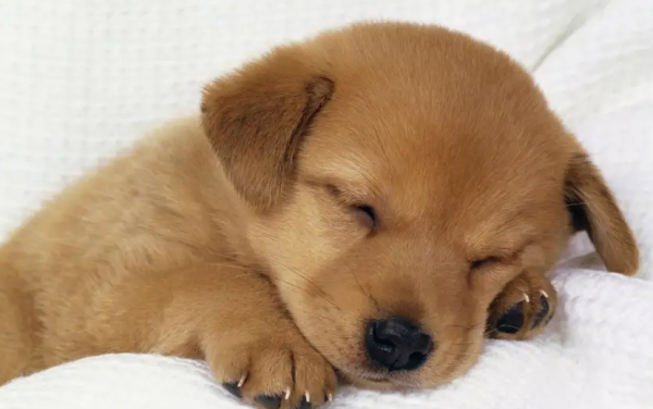 Dog’s teeth are loose and smelly? The owner needs to do this!