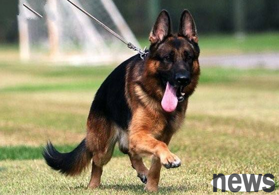 Can individuals bring pets into the country | Individuals can only bring dogs and cats into the country, but they must be sent to a designated place for quarantine for 30 days.